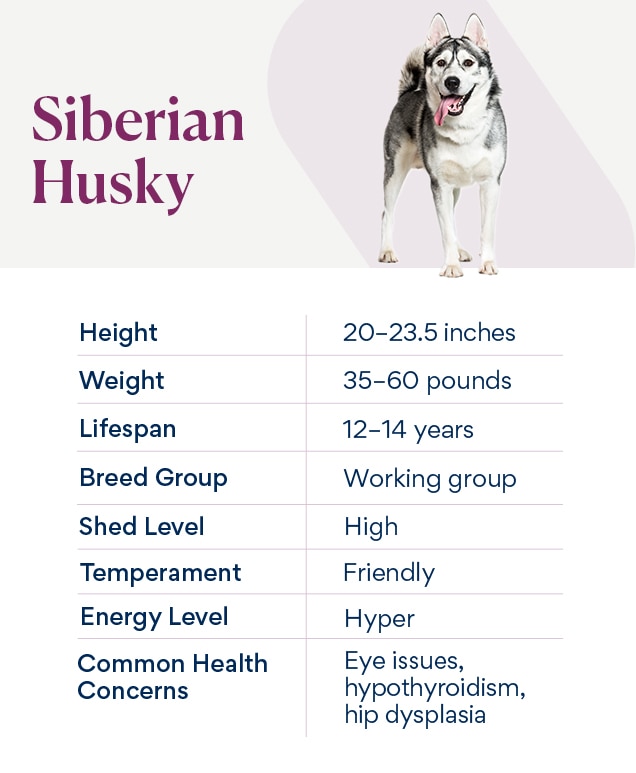 Siberian Husky Dog Breed Health and Care PetMD